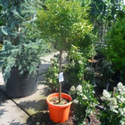 Kumquat (Citrus Kumquat) -Aanbiedingen Tuin Verrassing Winkel citrus japonica kumquat halfstam c50