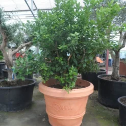 Kumquat (Citrus Kumquat) -Aanbiedingen Tuin Verrassing Winkel citrus kumquat solitair c500