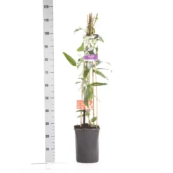 Bosrank, Groenblijvend (Clematis Armandii 'Apple Blossom') -Aanbiedingen Tuin Verrassing Winkel clematis apelblossom 1.00 1.25