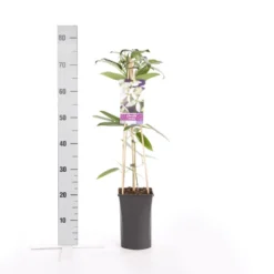 Bosrank, Groenblijvend (Clematis Armandii) -Aanbiedingen Tuin Verrassing Winkel clematis armandii 2