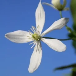 Bosrank, Groenblijvend (Clematis Armandii) -Aanbiedingen Tuin Verrassing Winkel clematis armandii 3