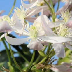 Bosrank, Groenblijvend (Clematis Armandii 'Apple Blossom') -Aanbiedingen Tuin Verrassing Winkel clematis armandii apple blossom 1 2