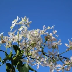 Bosrank, Groenblijvend (Clematis Armandii 'Apple Blossom') -Aanbiedingen Tuin Verrassing Winkel clematis armandii apple blossom 4