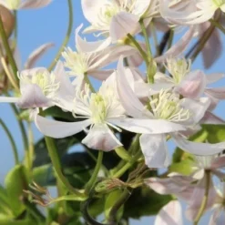Bosrank, Groenblijvend (Clematis Armandii 'Apple Blossom') -Aanbiedingen Tuin Verrassing Winkel clematis armandii apple blossom 5 2