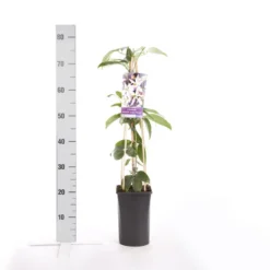 Bosrank, Groenblijvend (Clematis Armandii 'Apple Blossom') -Aanbiedingen Tuin Verrassing Winkel clematis armandii apple blossom 1