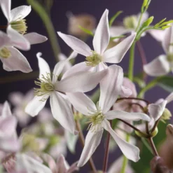 Bosrank, Groenblijvend (Clematis Armandii 'Apple Blossom') -Aanbiedingen Tuin Verrassing Winkel clematis armandii apple blossom 2 2