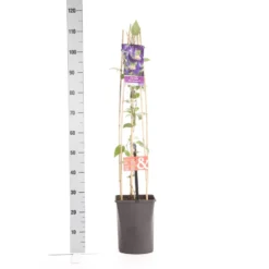 Bosrank (Clematis 'Blue Pirouette') -Aanbiedingen Tuin Verrassing Winkel clematis blue pirouette pbr 1.00 1.25