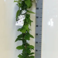 Bosrank (Clematis 'Henryi') -Aanbiedingen Tuin Verrassing Winkel clematis henryi 80 100 c2