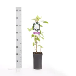 Bosrank (Clematis 'Jackmanii Alba') -Aanbiedingen Tuin Verrassing Winkel clematis jackmanii alba