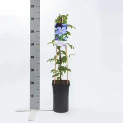 Bosrank (Clematis 'Mrs Cholmondeley') -Aanbiedingen Tuin Verrassing Winkel clematis mrs. cholmondeley 1