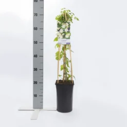 Bosrank (Clematis 'Paul Farges') -Aanbiedingen Tuin Verrassing Winkel clematis paul farges 1