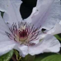 Bosrank (Clematis 'Snow Queen') -Aanbiedingen Tuin Verrassing Winkel clematis snow queen