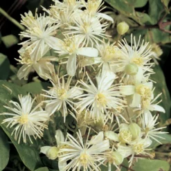 Bosrank (Clematis Vitalba)