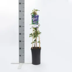 Bosrank (Clematis Viticella) -Aanbiedingen Tuin Verrassing Winkel clematis viticella