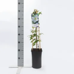 Bosrank (Clematis 'Yukikomachi') -Aanbiedingen Tuin Verrassing Winkel clematis yukikomachi
