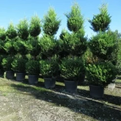 Cupressocyparis, Triobol (Cupressocyparis Leylandii 'Castlewellan Gold') -Aanbiedingen Tuin Verrassing Winkel conifeer triobol