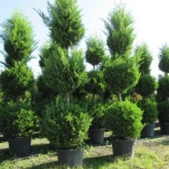 Cupressocyparis, Triobol (Cupressocyparis Leylandii 'Castlewellan Gold') -Aanbiedingen Tuin Verrassing Winkel conifeer triobol 2