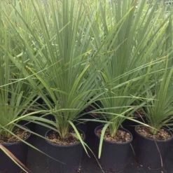 Cordyline (Cordyline Australis) -Aanbiedingen Tuin Verrassing Winkel cordyline australis 1