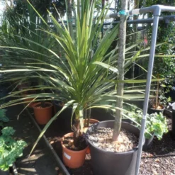 Cordyline (Cordyline Australis) -Aanbiedingen Tuin Verrassing Winkel cordyline australis 125 150 c20