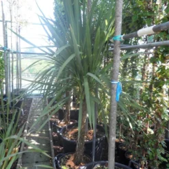 Cordyline (Cordyline Australis) -Aanbiedingen Tuin Verrassing Winkel cordyline australis 150 175 cont 1