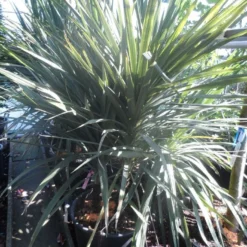 Cordyline (Cordyline Australis) -Aanbiedingen Tuin Verrassing Winkel cordyline australis 175 200 meerstammig