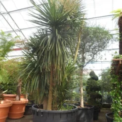 Cordyline (Cordyline Australis) -Aanbiedingen Tuin Verrassing Winkel cordyline australis 300 400 c750 meerstammig