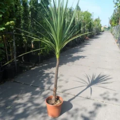 Cordyline (Cordyline Australis) -Aanbiedingen Tuin Verrassing Winkel cordyline australis c10