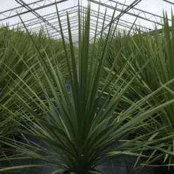 Cordyline (Cordyline Australis) -Aanbiedingen Tuin Verrassing Winkel cordyline australis c10 1