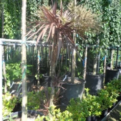 Cordyline (Cordyline Australis 'Atropurpurea') -Aanbiedingen Tuin Verrassing Winkel cordyline australis red star 150 175 c25