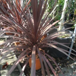 Cordyline (Cordyline Australis 'Atropurpurea') -Aanbiedingen Tuin Verrassing Winkel cordyline australis red star c10 1