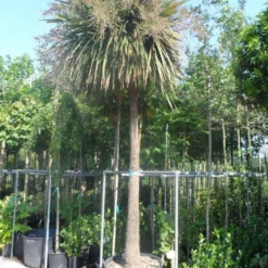 Cordyline (Cordyline Australis) -Aanbiedingen Tuin Verrassing Winkel cordyline australis solitair 250stam