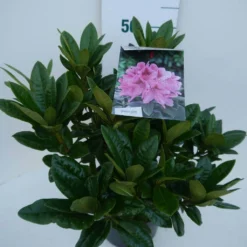 Rhododendron (Rhododendron 'Cosmopolitan') -Aanbiedingen Tuin Verrassing Winkel cosmopolitan c5 zij