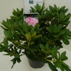 Rhododendron (Rhododendron 'Cosmopolitan') -Aanbiedingen Tuin Verrassing Winkel cosmopolitan c7.5 zij