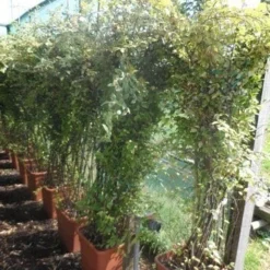 Dwergmispel (Cotoneaster Franchetii) -Aanbiedingen Tuin Verrassing Winkel cotoneaster franchetii 150 200 c30 extra