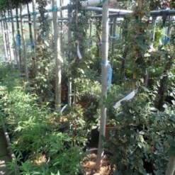 Dwergmispel (Cotoneaster Lacteus) -Aanbiedingen Tuin Verrassing Winkel cotoneaster lacteus c10 100 150 1