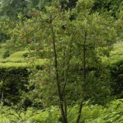 Chileense Lantaarnboom (Crinodendron Hookerianum) 7 Chileense Lantaarnboom (Crinodendron Hookerianum) -Aanbiedingen Tuin Verrassing Winkel crinodendron