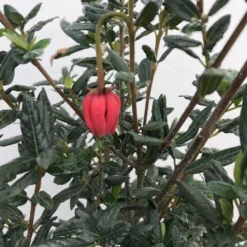 Chileense Lantaarnboom (Crinodendron Hookerianum) 6 Chileense Lantaarnboom (Crinodendron Hookerianum) -Aanbiedingen Tuin Verrassing Winkel crinodendron hookerianum c20 1 1