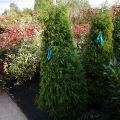 Sikkelden (Cryptomeria Japonica 'Elegans') -Aanbiedingen Tuin Verrassing Winkel cryptomeria j. elegans
