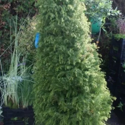 Sikkelden (Cryptomeria Japonica 'Elegans') -Aanbiedingen Tuin Verrassing Winkel cryptomeria j. elegans 150 175 c50 pir 2