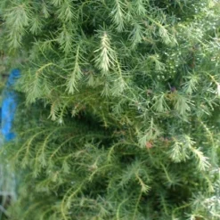 Sikkelden (Cryptomeria Japonica 'Elegans') -Aanbiedingen Tuin Verrassing Winkel cryptomeria j. elegans 150 175 c50 pir 3