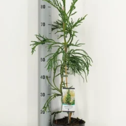 Sikkelden (Cryptomeria Japonica 'Rasen')