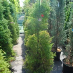 Sikkelden (Cryptomeria Japonica 'Elegans') -Aanbiedingen Tuin Verrassing Winkel cryptomeria japonica elegans 125 150 175