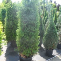 Sikkelden (Cryptomeria Japonica 'Elegans') -Aanbiedingen Tuin Verrassing Winkel cryptomeria japonica elegens 150 175 200