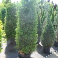 Sikkelden (Cryptomeria Japonica 'Elegans') -Aanbiedingen Tuin Verrassing Winkel cryptomeria japonica elegens 150 175 200 1