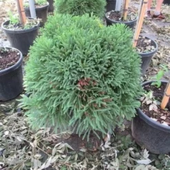 Sikkelden (Cryptomeria Japonica 'Globosa Nana') -Aanbiedingen Tuin Verrassing Winkel cryptomeria japonica globosa nana