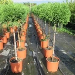 Sikkelden Op Stam (Cryptomeria Japonica 'Globosa Nana') -Aanbiedingen Tuin Verrassing Winkel cryptomeria japonica globosa nana 100 cm stam