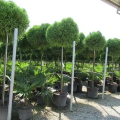 Sikkelden Op Stam (Cryptomeria Japonica 'Globosa Nana') -Aanbiedingen Tuin Verrassing Winkel cryptomeria japonica globosa nana 2