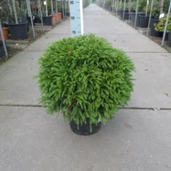 Sikkelden (Cryptomeria Japonica 'Globosa Nana') -Aanbiedingen Tuin Verrassing Winkel cryptomeria japonica globosa nana 50 60 c20