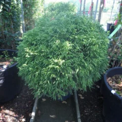 Sikkelden (Cryptomeria Japonica 'Globosa Nana') -Aanbiedingen Tuin Verrassing Winkel cryptomeria japonica globosa nana 70 80 cont