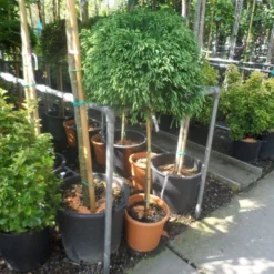 Sikkelden (Cryptomeria Japonica 'Globosa Nana') -Aanbiedingen Tuin Verrassing Winkel cryptomeria japonica globosa nana 80stam c20